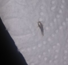 Lepisma