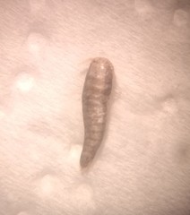 Lepisma