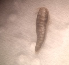 Lepisma