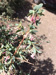 Symphoricarpos longiflorus