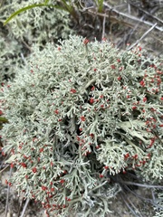 Cladonia leporina