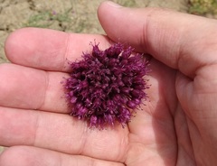 Allium atroviolaceum
