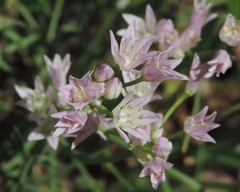 Allium drummondii