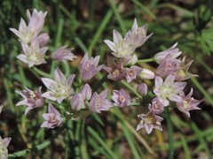 Allium drummondii