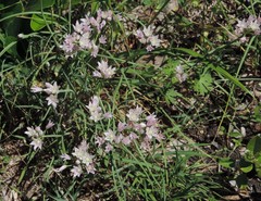 Allium drummondii