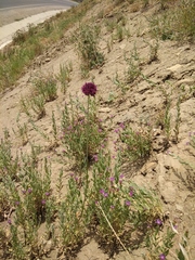 Allium atroviolaceum