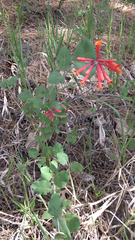 Lonicera arizonica
