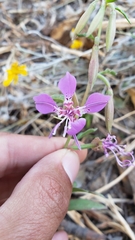 Clarkia borealis borealis