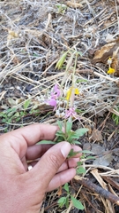 Clarkia borealis borealis