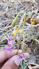 Clarkia borealis borealis