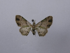 Chloroclystis sphragitis