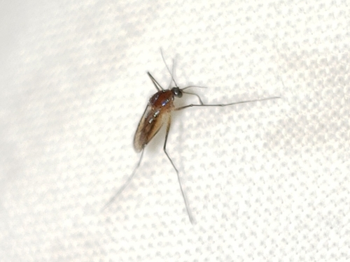 Sapphire-striped Mosquito