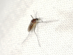 Sapphire-striped Mosquito