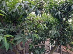 Prunus persica nucipersica