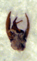 Pseudoexeirarthra spinifer