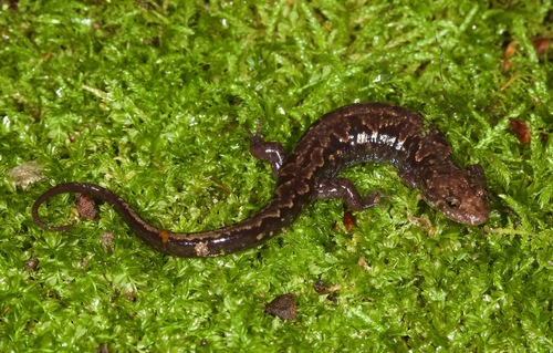 Carolina Mountain Dusky Salamander