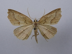 Ischalis variabilis