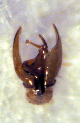 Pseudoexeirarthra spinifer