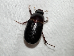 Phyllophaga prununculina