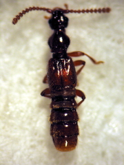 Pseudoexeirarthra spinifer