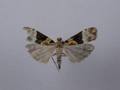Eudonia aspidota