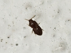 Rismethus squamiger