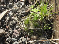 Eleocharis macrostachya