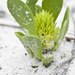 Tiny Milkwort - Photo 
Keith A. Bradley, no known copyright restrictions (public domain)