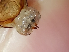 Phyllophaga prununculina