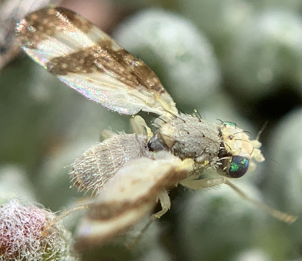 Oxyna palpalis