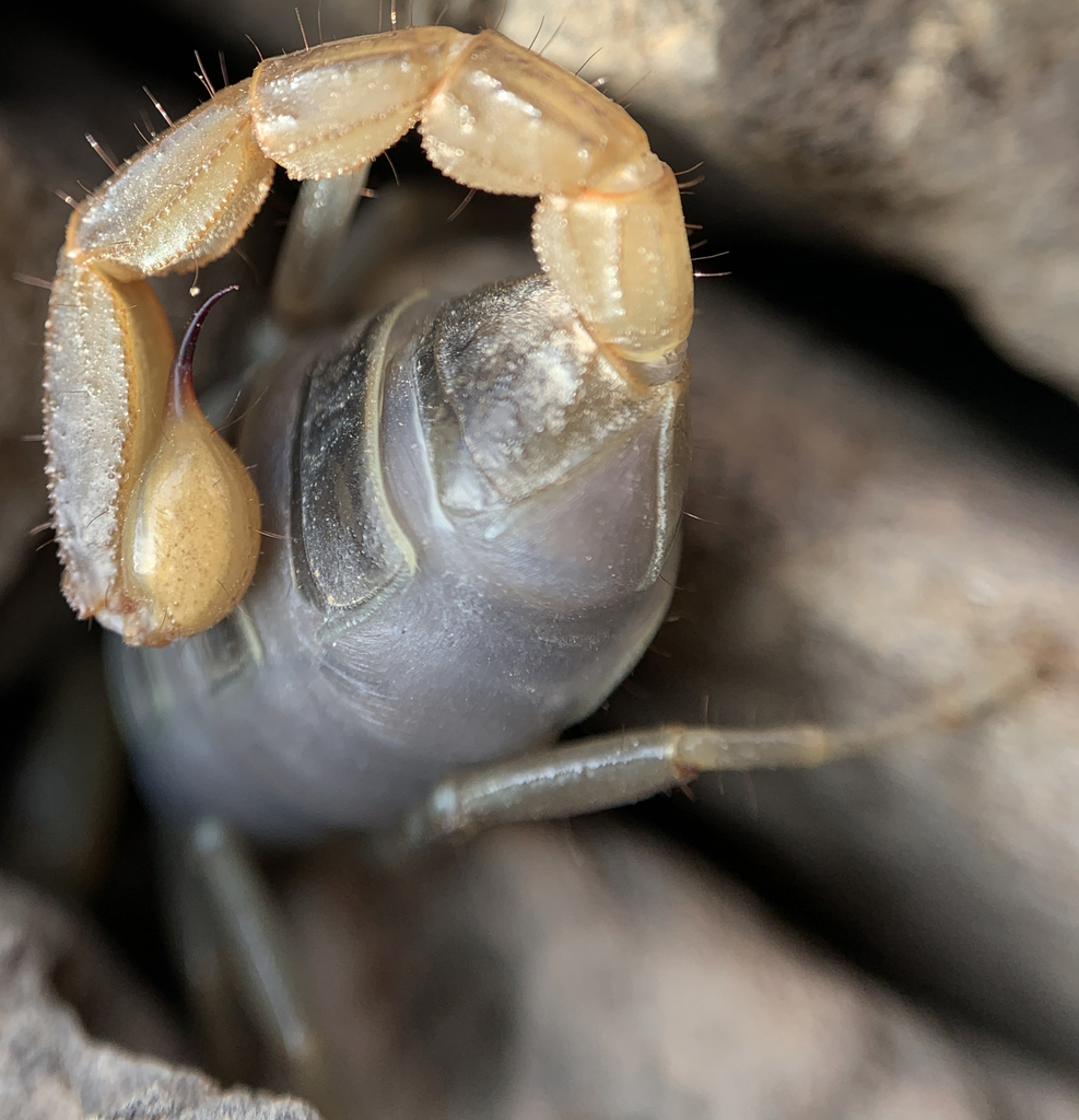 northern scorpion