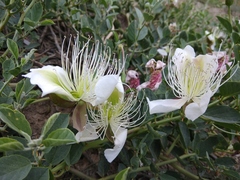 Capparis spinosa herbacea