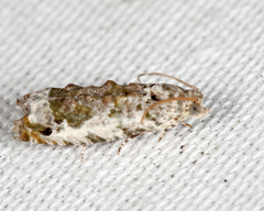 Proteoteras naracana