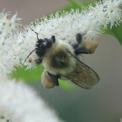 Bombus impatiens