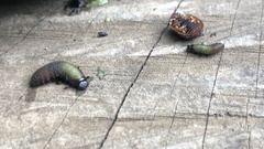 Trirhabda flavolimbata