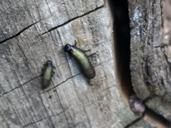 Trirhabda flavolimbata