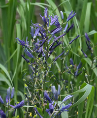 Camassia quamash