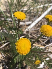 Tanacetum bipinnatum