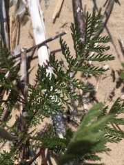 Tanacetum bipinnatum