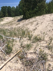 Tanacetum bipinnatum