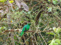 Pharomachrus antisianus