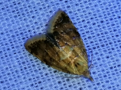 Pseudargyrotoza conwagana