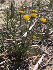 Tanacetum bipinnatum