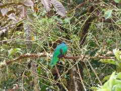 Pharomachrus antisianus