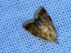 Pseudargyrotoza conwagana