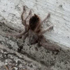 Dugesiella anitahoffmannae