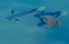 Ellochelon vaigiensis