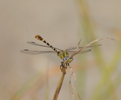 Erpetogomphus