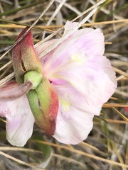 Clarkia rubicunda