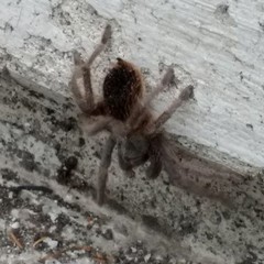 Dugesiella anitahoffmannae